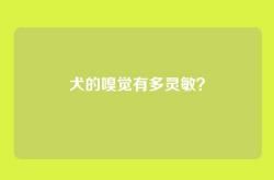 犬的嗅觉有多灵敏？