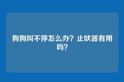 狗狗叫不停怎么办？止吠器有用吗？