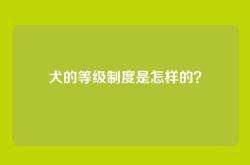 犬的等级制度是怎样的？