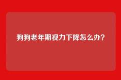 狗狗老年期视力下降怎么办？