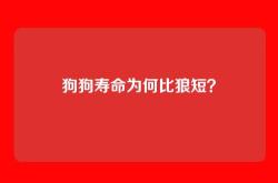 狗狗寿命为何比狼短？