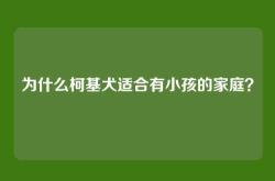 为什么柯基犬适合有小孩的家庭？