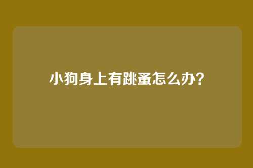 小狗身上有跳蚤怎么办？