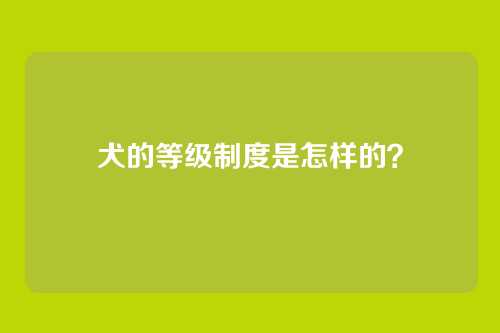犬的等级制度是怎样的？