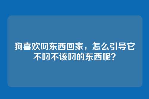 狗喜欢叼东西回家,怎么引导它不叼不该叼的东西呢?
