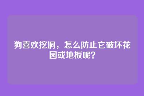 狗喜欢挖洞,怎么防止它破坏花园或地板呢?