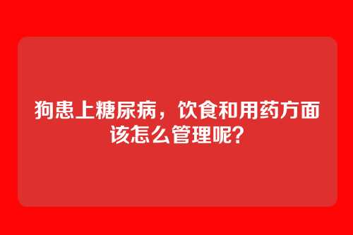 狗患上糖尿病,饮食和用药方面该怎么管理呢?