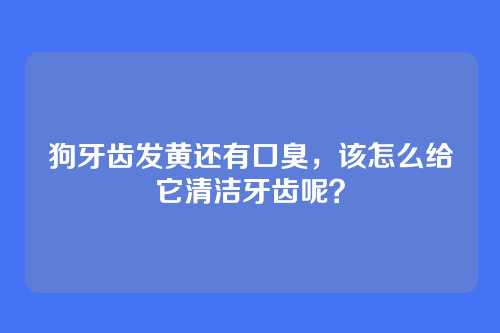 狗牙齿发黄还有口臭,该怎么给它清洁牙齿呢?