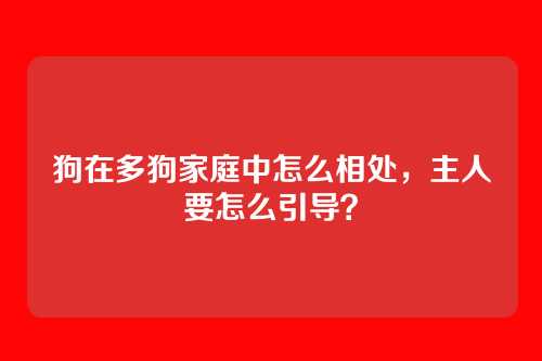 狗在多狗家庭中怎么相处，主人要怎么引导？