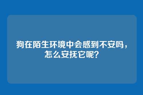 狗在陌生环境中会感到不安吗，怎么安抚它呢？