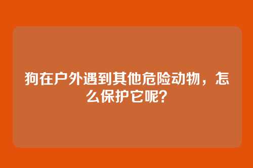 狗在户外遇到其他危险动物，怎么保护它呢？