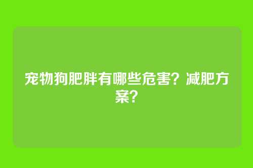宠物狗肥胖有哪些危害?减肥方案?