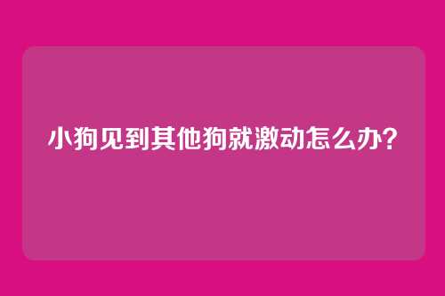小狗见到其他狗就激动怎么办？
