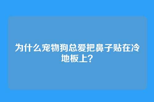 为什么宠物狗总爱把鼻子贴在冷地板上？