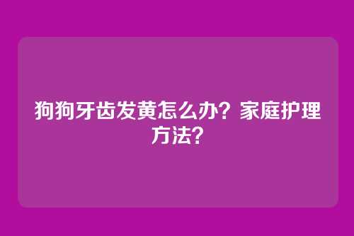 狗狗牙齿发黄怎么办?家庭护理方法?