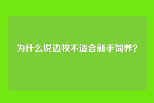 为什么说边牧不适合新手饲养?