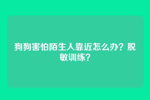 狗狗害怕陌生人靠近怎么办?脱敏训练?