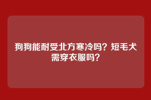 狗狗能耐受北方寒冷吗?短毛犬需穿衣服吗?