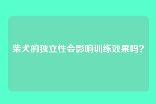 柴犬的独立性会影响训练效果吗?