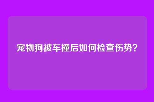 宠物狗被车撞后如何检查伤势?