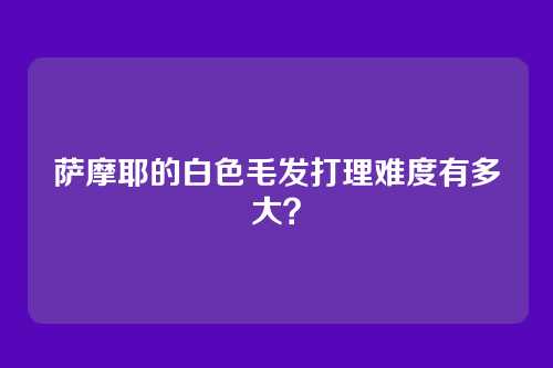 萨摩耶的白色毛发打理难度有多大？