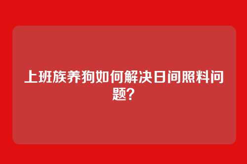 上班族养狗如何解决日间照料问题？