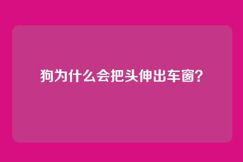 狗为什么会把头伸出车窗？
