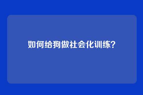 如何给狗做社会化训练？