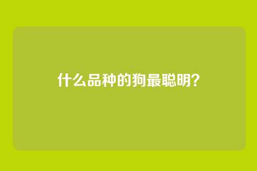 什么品种的狗最聪明？