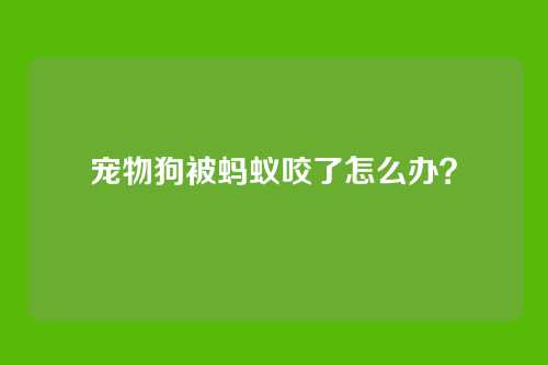 宠物狗被蚂蚁咬了怎么办？
