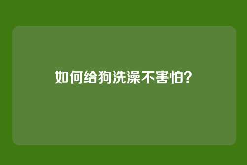 如何给狗洗澡不害怕？
