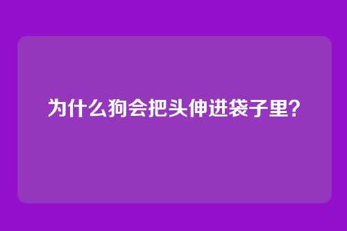 为什么狗会把头伸进袋子里？