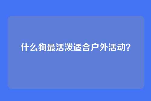 什么狗最活泼适合户外活动？