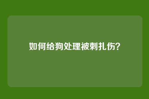 如何给狗处理被刺扎伤？