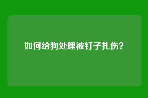 如何给狗处理被钉子扎伤？