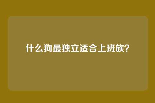 什么狗最独立适合上班族？