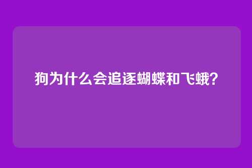 狗为什么会追逐蝴蝶和飞蛾？