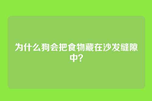 为什么狗会把食物藏在沙发缝隙中？