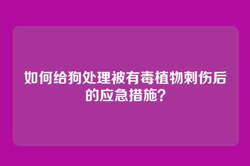 如何给狗处理被有毒植物刺伤后的应急措施？