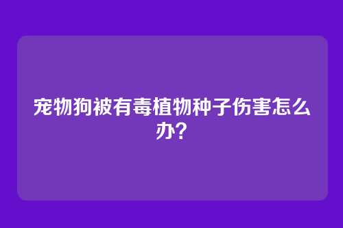 宠物狗被有毒植物种子伤害怎么办?
