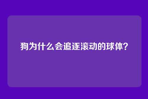 狗为什么会追逐滚动的球体？