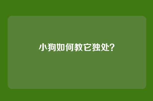 小狗如何教它独处？
