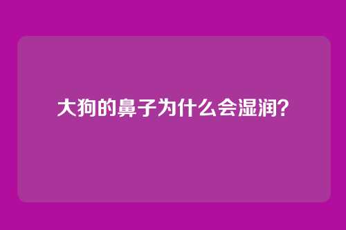 大狗的鼻子为什么会湿润？