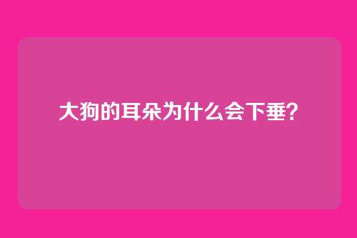 大狗的耳朵为什么会下垂？