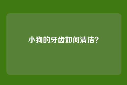 小狗的牙齿如何清洁？