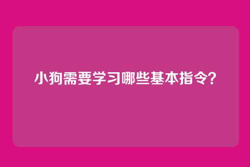 小狗需要学习哪些基本指令？