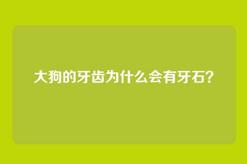 大狗的牙齿为什么会有牙石？