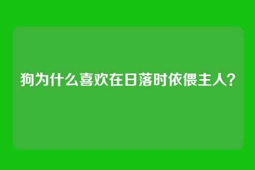 狗为什么喜欢在日落时依偎主人？