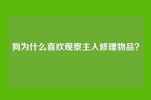 狗为什么喜欢观察主人修理物品？