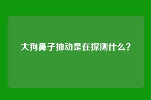 大狗鼻子抽动是在探测什么?